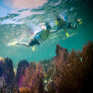 Two snorkelers floating over soft corals.