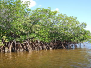 A mangrove shoreline.