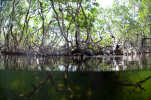 Mangroves and Seagrasses 2026
