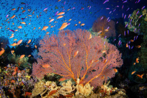 Coral Reefs 2026